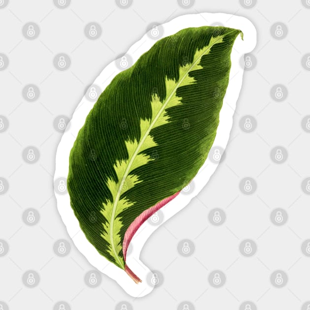 Calathea Warscewiczii - Flore des serres et des jardin de l’Europe Sticker by chimakingthings